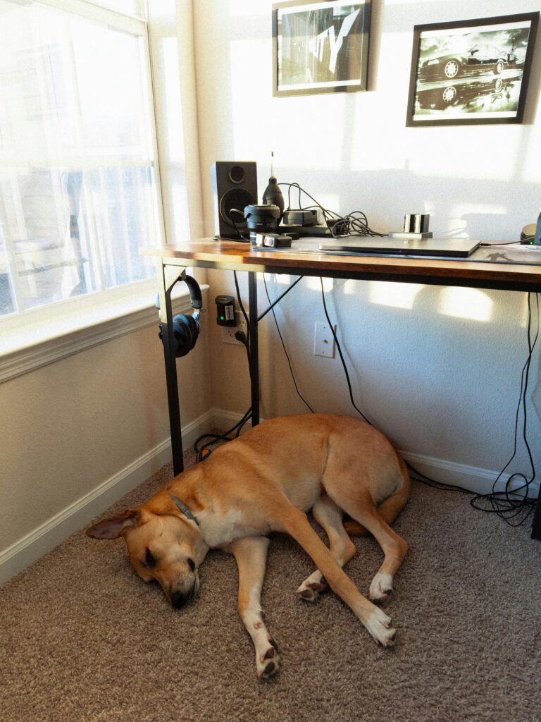 Airline approved pet carrier (khaki, small) review