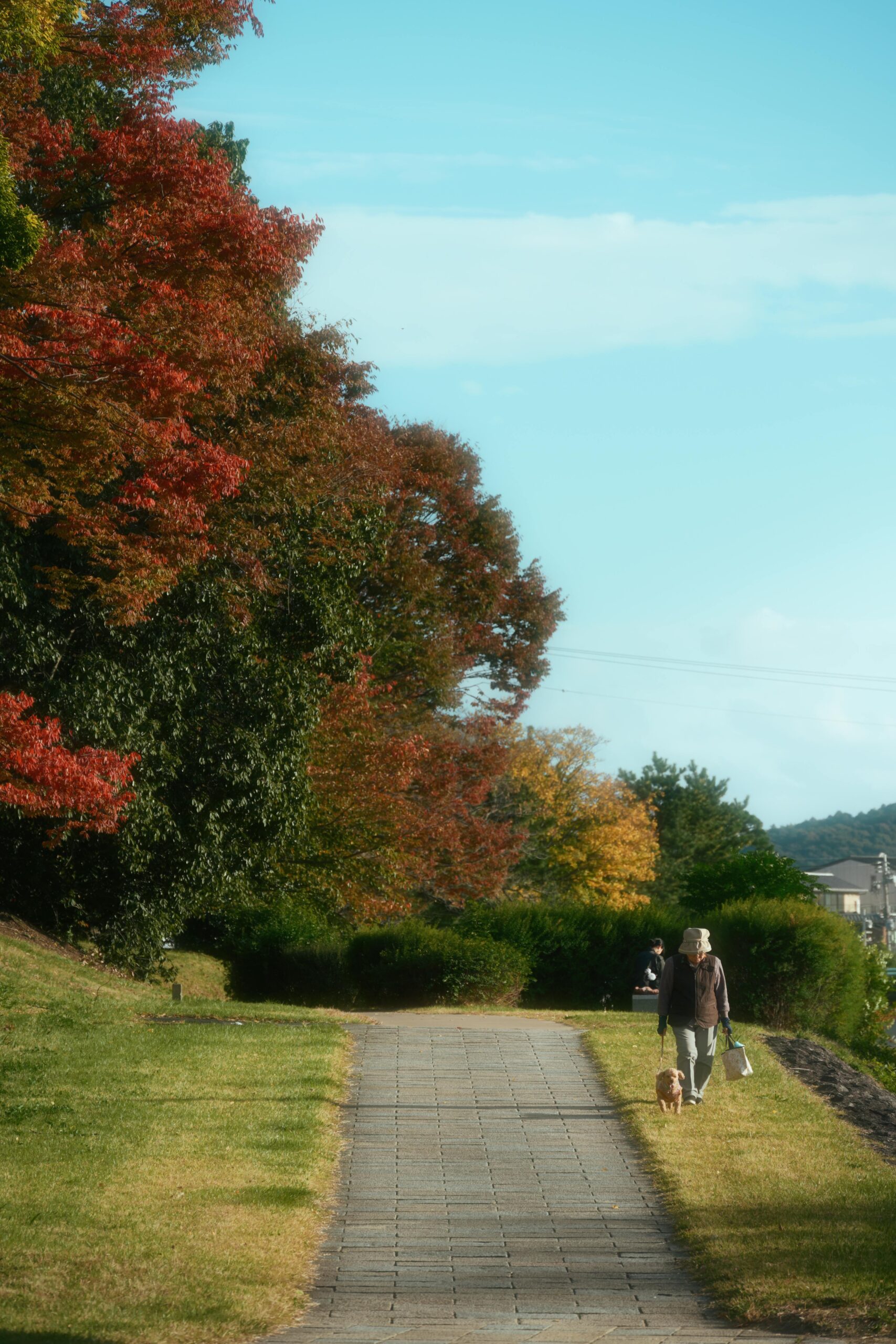 Amazon Basics 4-Doors Portable Soft-Sided Travel Crate Kennel review
