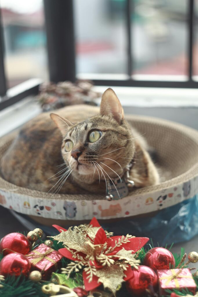 Bagsmart cat carrier review