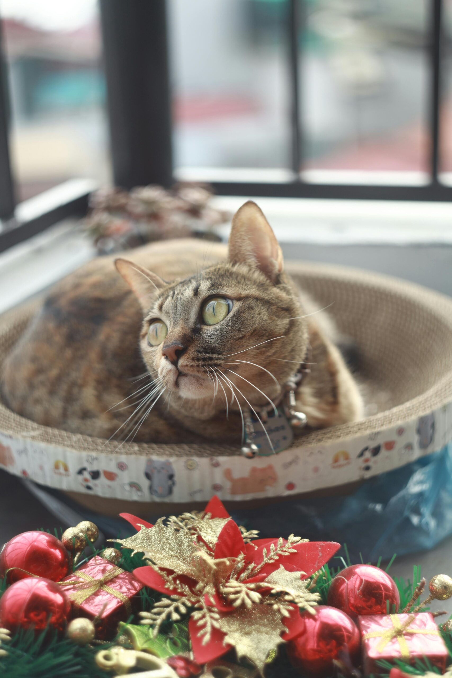 BAGSMART Cat Carrier review