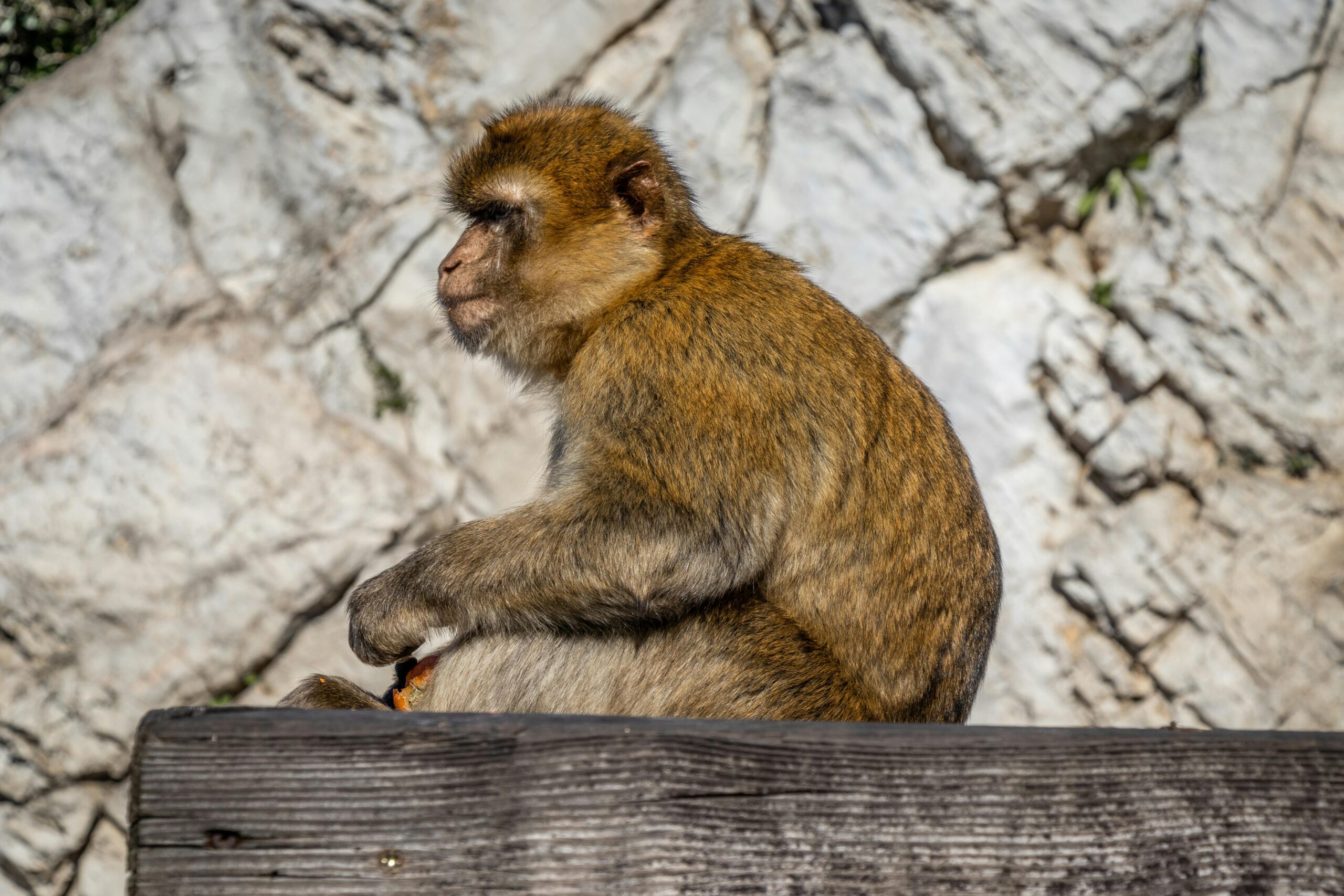 Bunny Carrier review