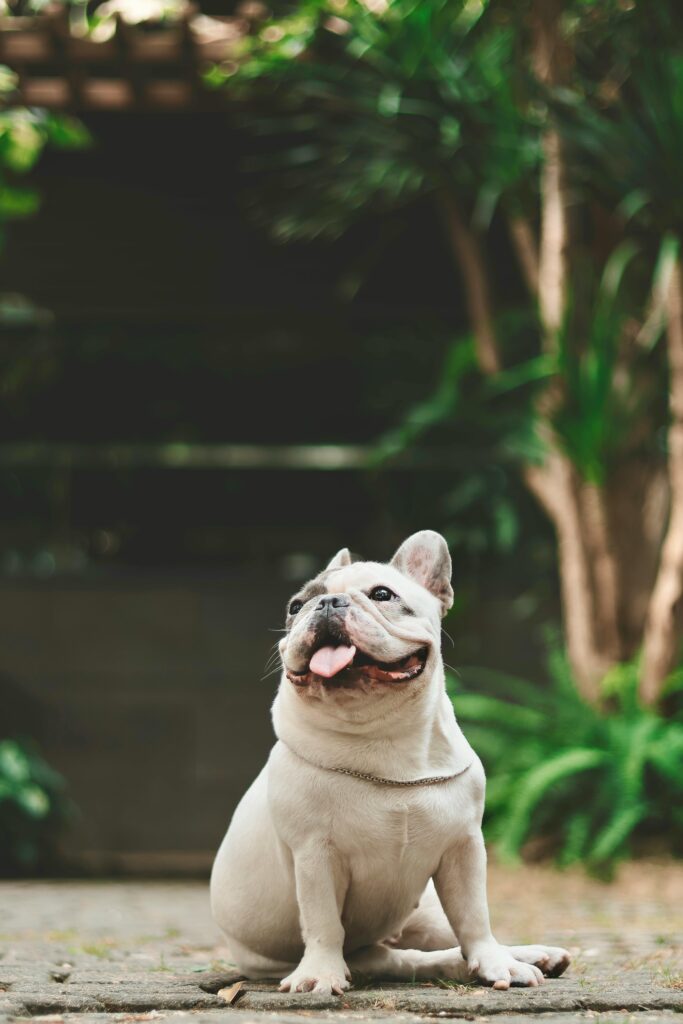 Cat carrier airline approved pet carrier review