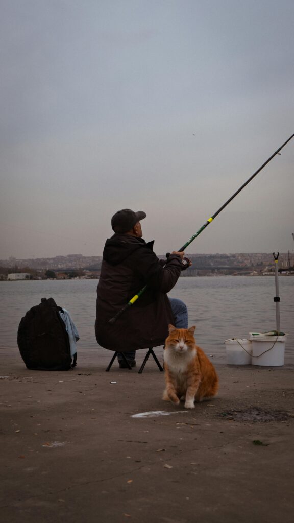 Cat carrier american airline approved 18x11x11 review