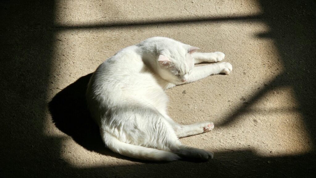 Cat carrier american airline approved 18x11x11 review