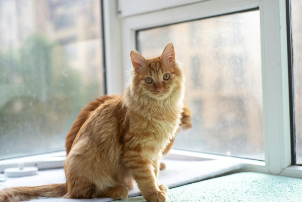 Cat carrier for small cats soft-sided (small, pink)