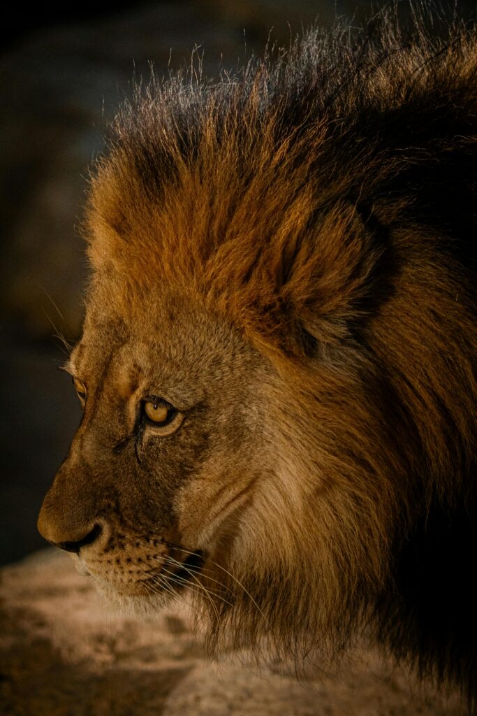 Cat carrier for small cats soft-sided (small, pink)