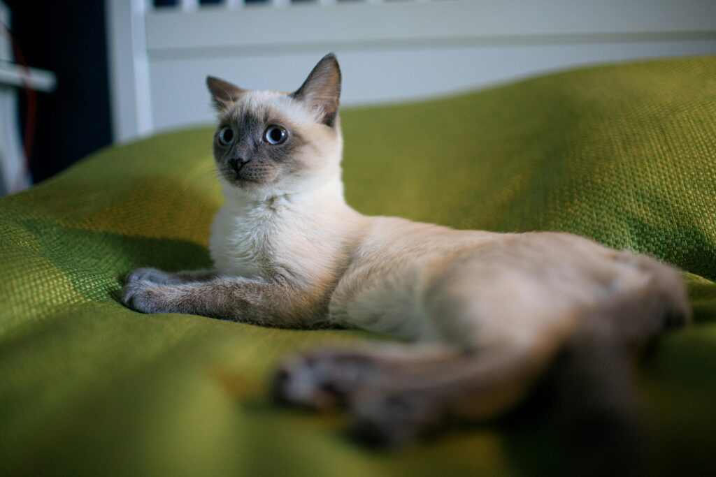 MidWest Homes for Pets Spree Travel Pet Carrier | Hard-Sided Pet Kennel Ideal for Toy Dog Breeds, Small Cats Small Animals | Dog Carrier Measures 19.1L x 12.5 W x 13H - Inches Midwest spree travel pet carrier review