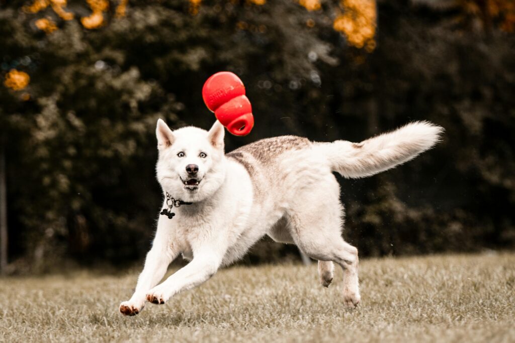 Mr. peanut's airline approved soft sided pet carrier