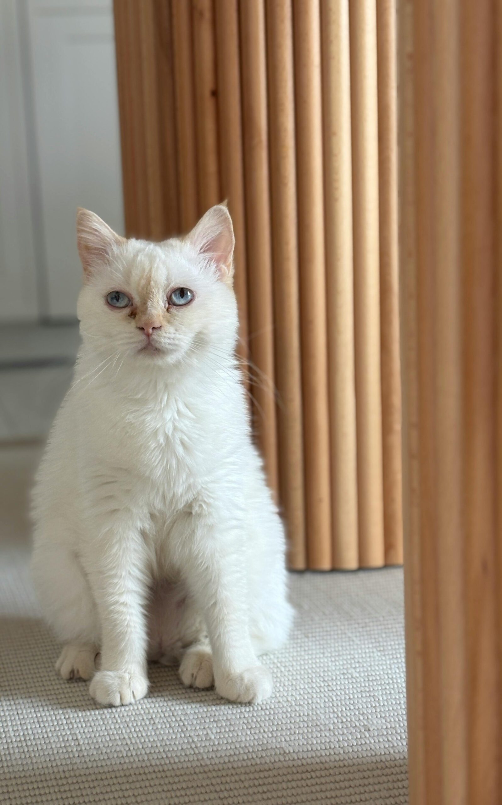 Mr. Peanut’s Airline Approved Soft Sided Pet Carrier review