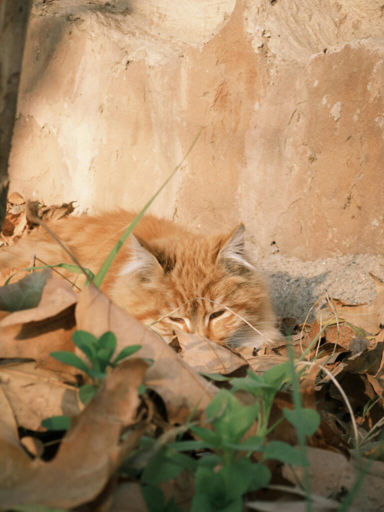 Pecute cat carrier stale review