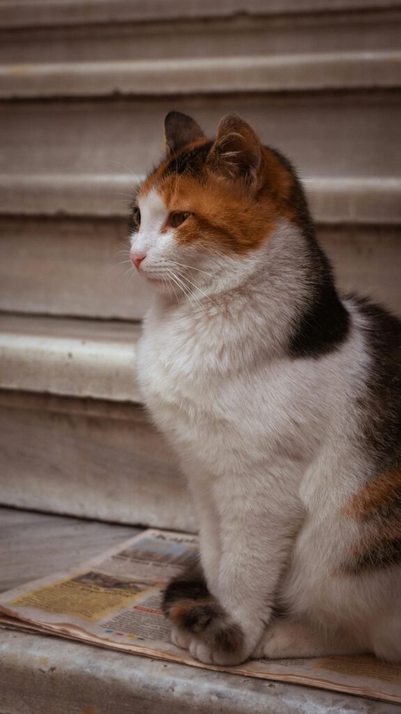 Pecute cat carrier stale review