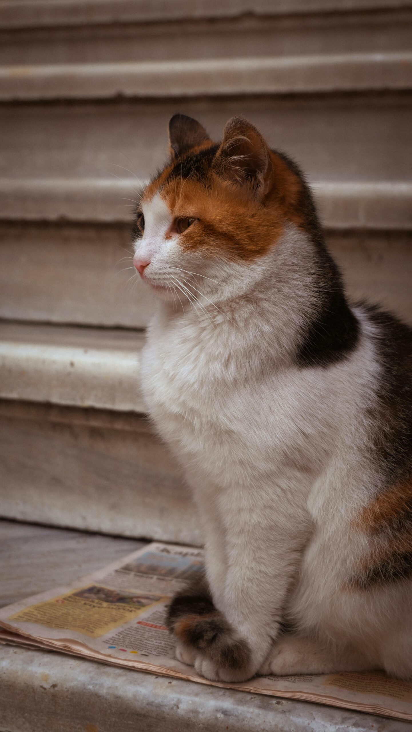 Pecute Cat Carrier Stale review