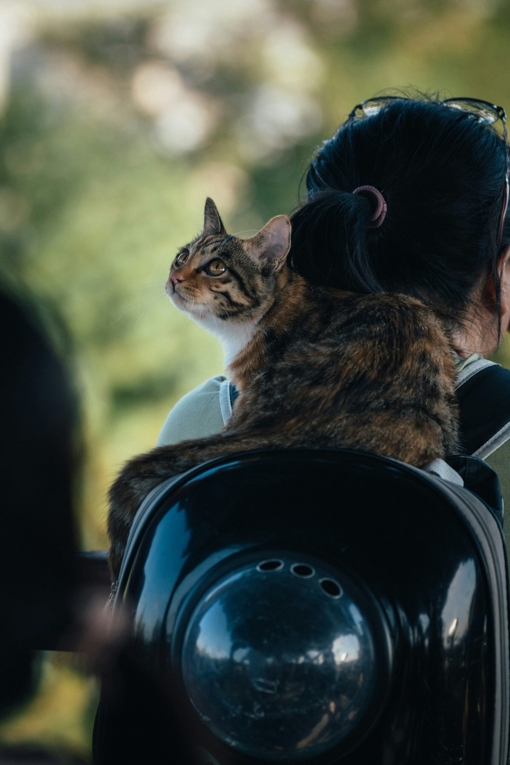 Sherpa Pet Carrier review