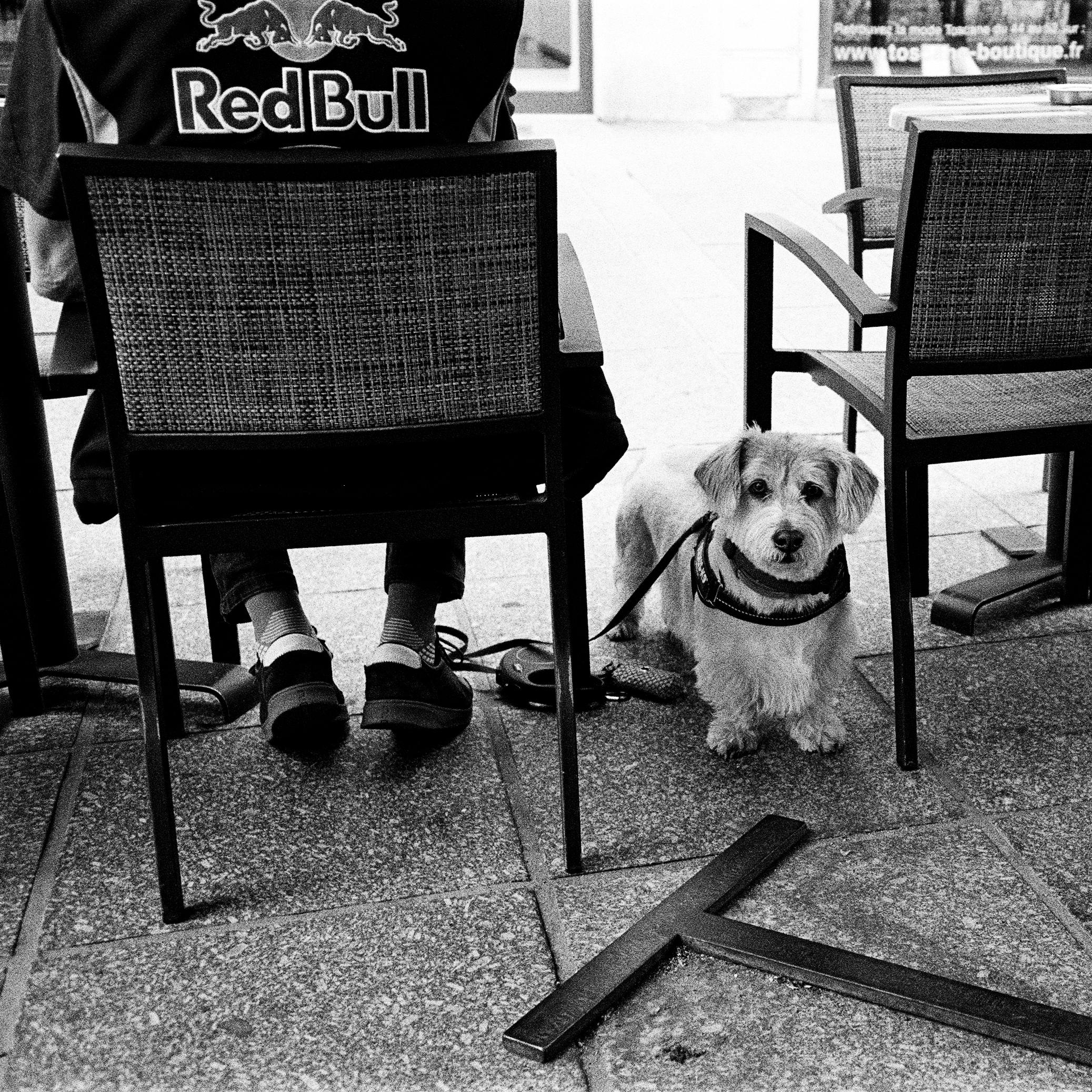 SlowTon Dog Carrier Sling (Grey M) review