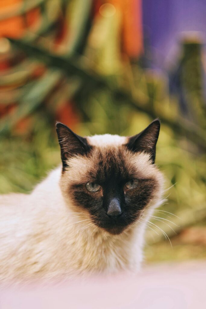 Soft sided cat carrier for small cats review