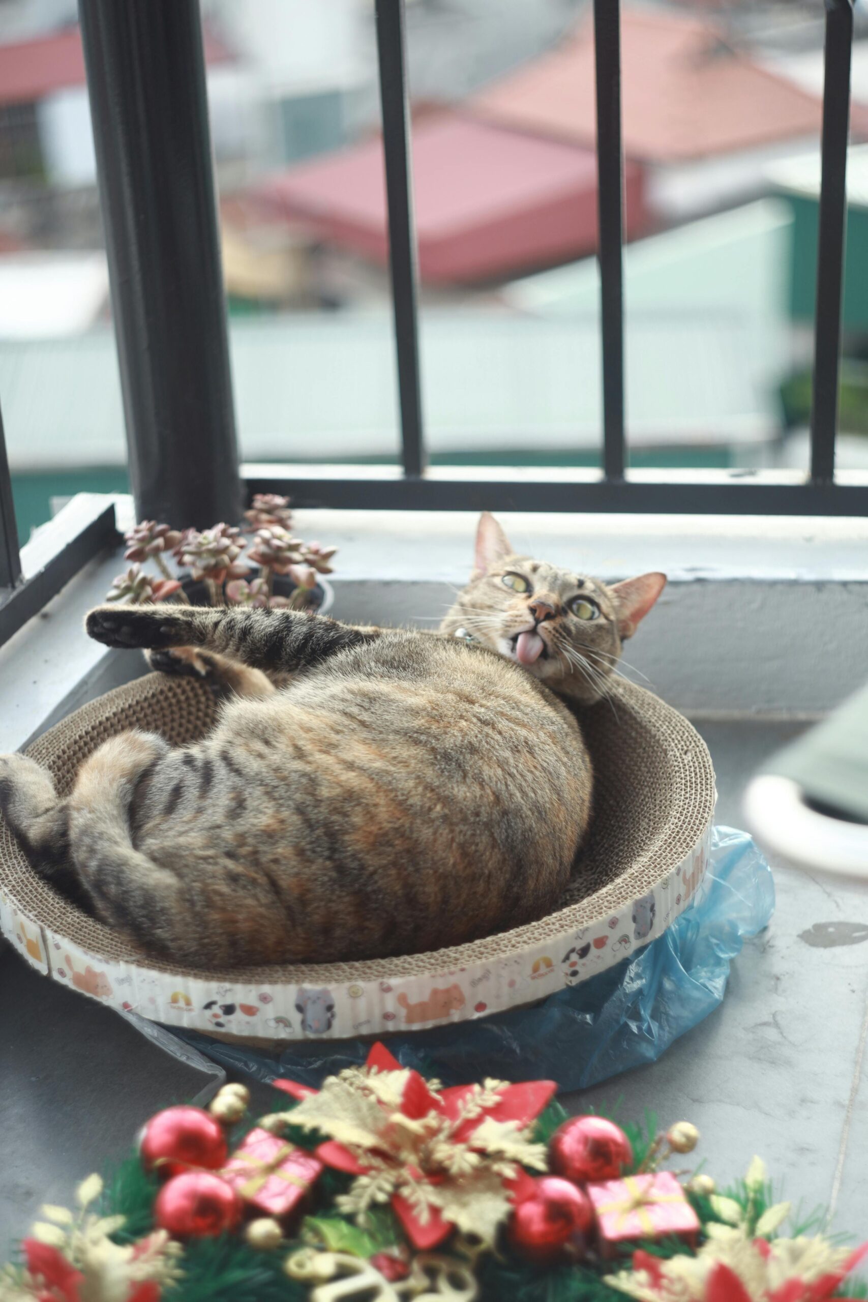 Soft Sided Cat Carrier for Small Cats review