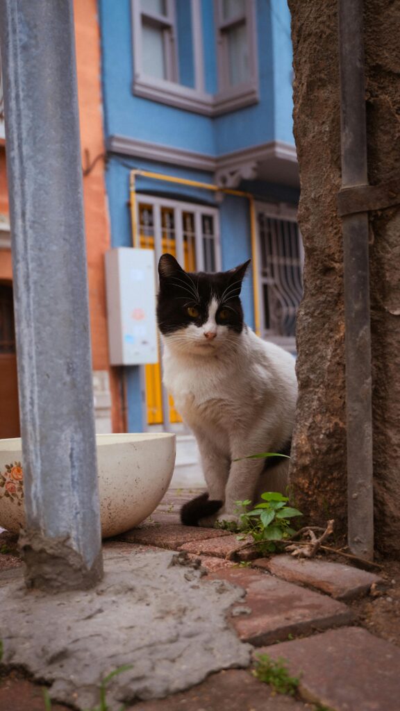 Soft sided cat carrier for small cats review