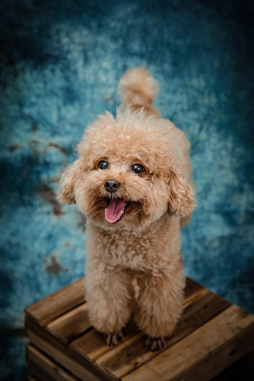 Amazon Basics Soft Folding Dog Crate 42x31x31 Black review