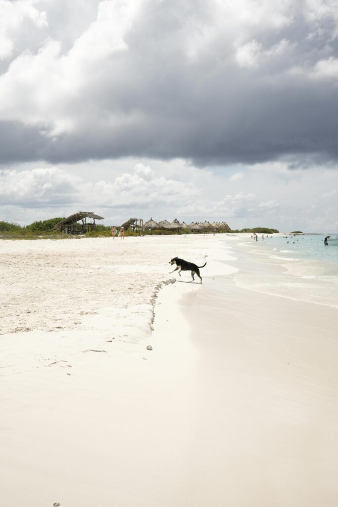 Feandrea collapsible dog crate 36-inch review