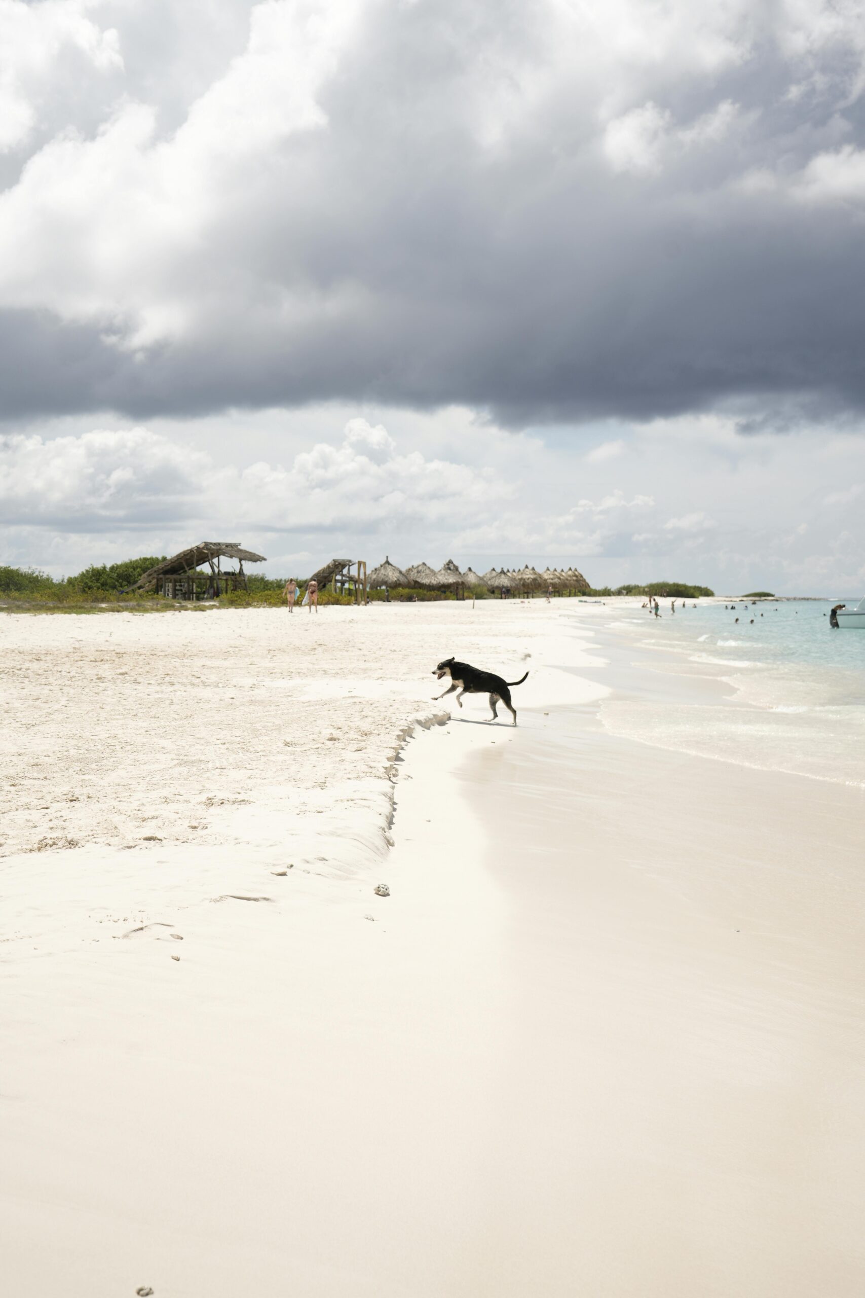 Feandrea Collapsible Dog Crate 36-Inch review