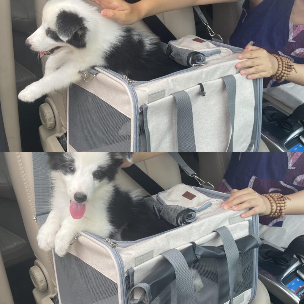 Hsc pet soft cat carrier (khaki 2) review