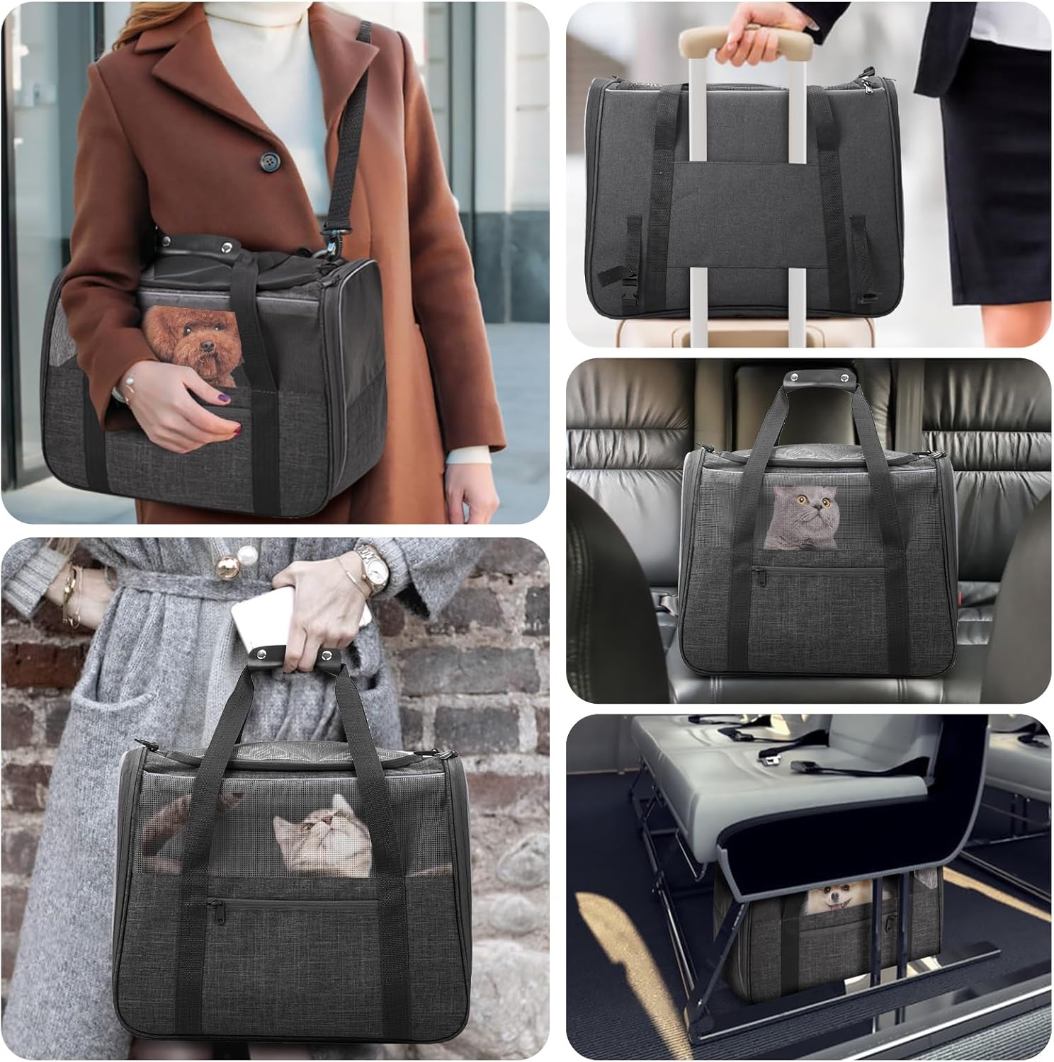 JUNGYOUN Premium Cat Carrier review