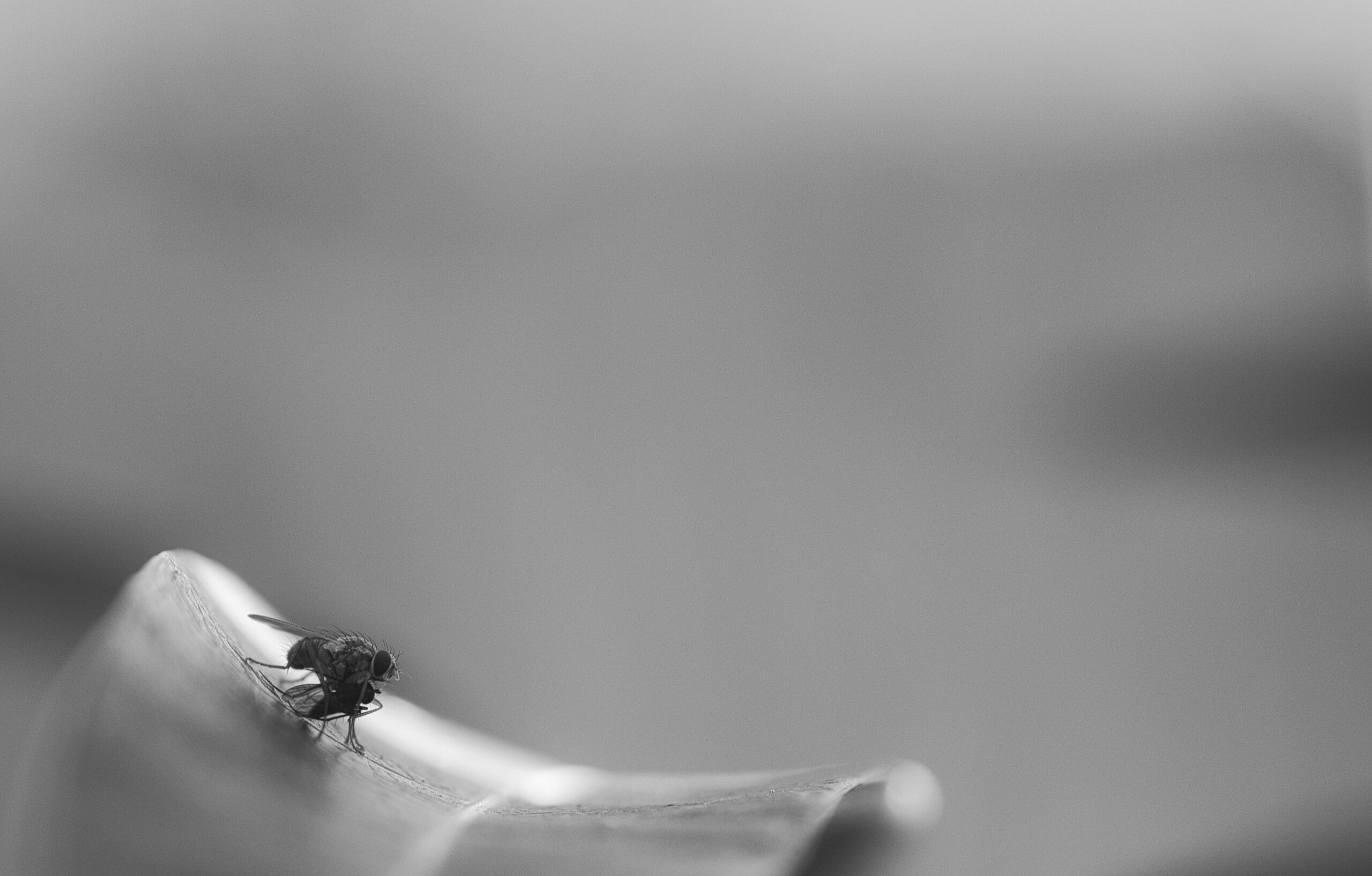 How Can I Make My Pet Carrier More Comfortable For My Cat? — Peting Carriers