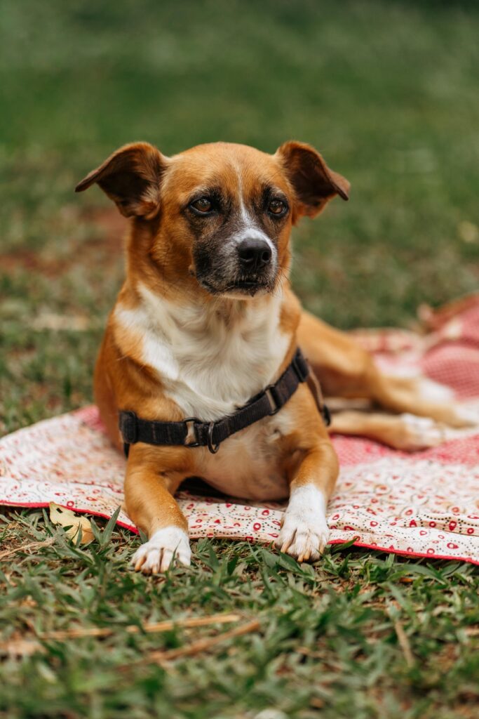 Pet gear no-zip view 360 pet carrier review