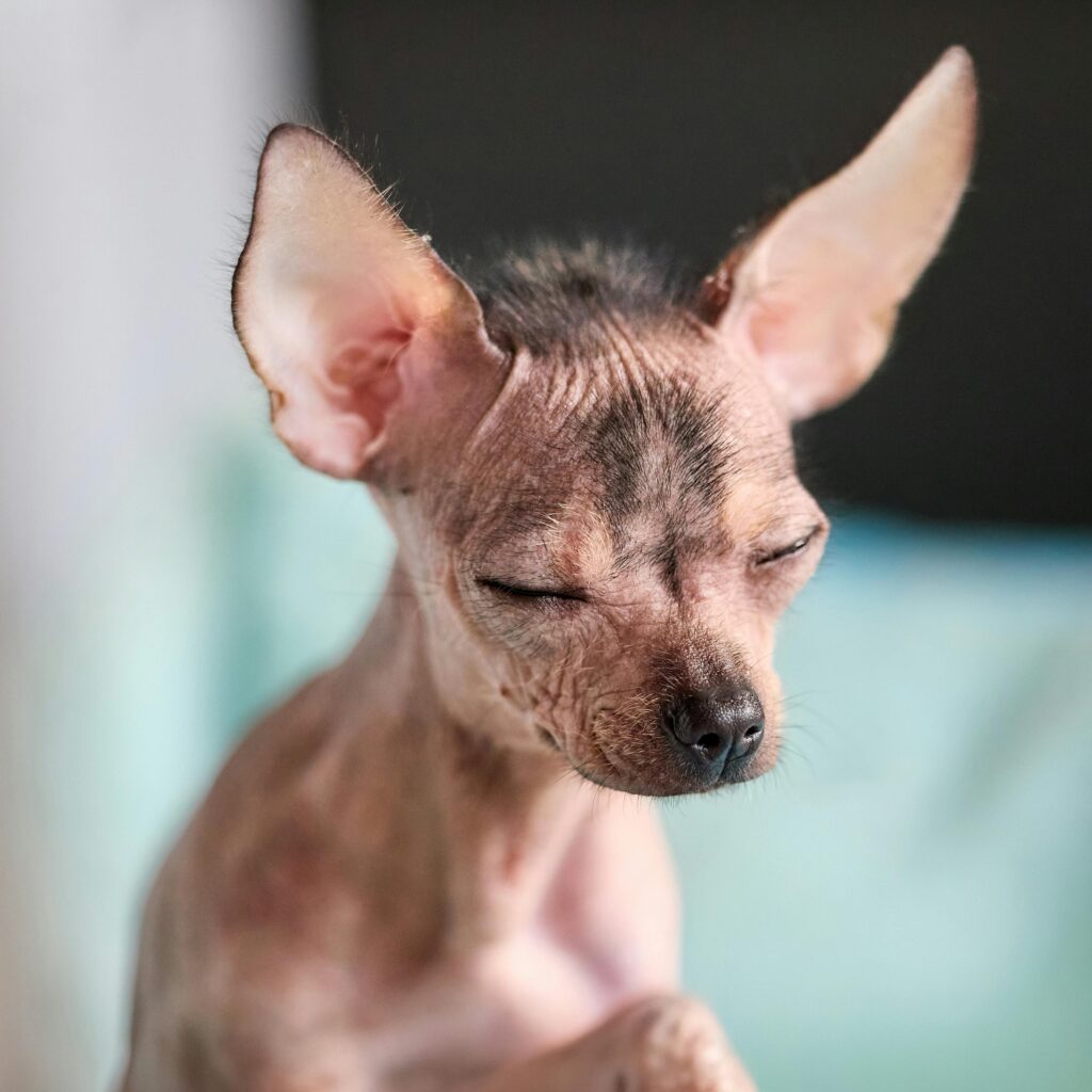 Pet gear no-zip view 360 pet carrier review