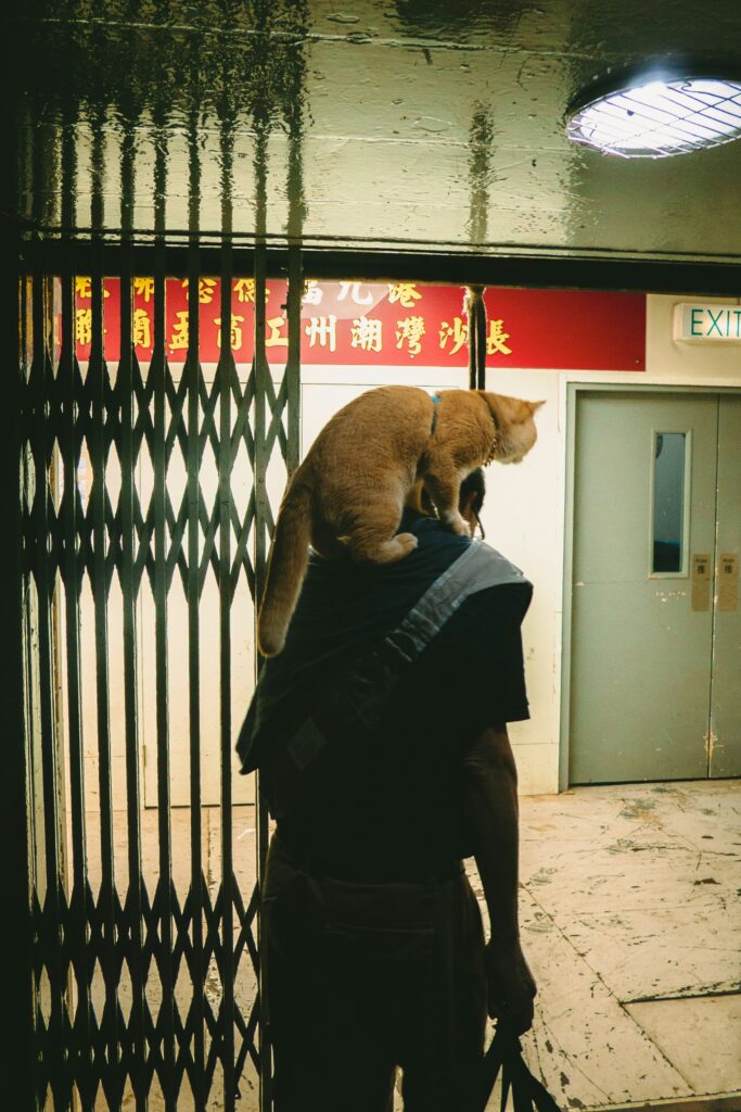 Sherpa deluxe airline approved pet carrier black large