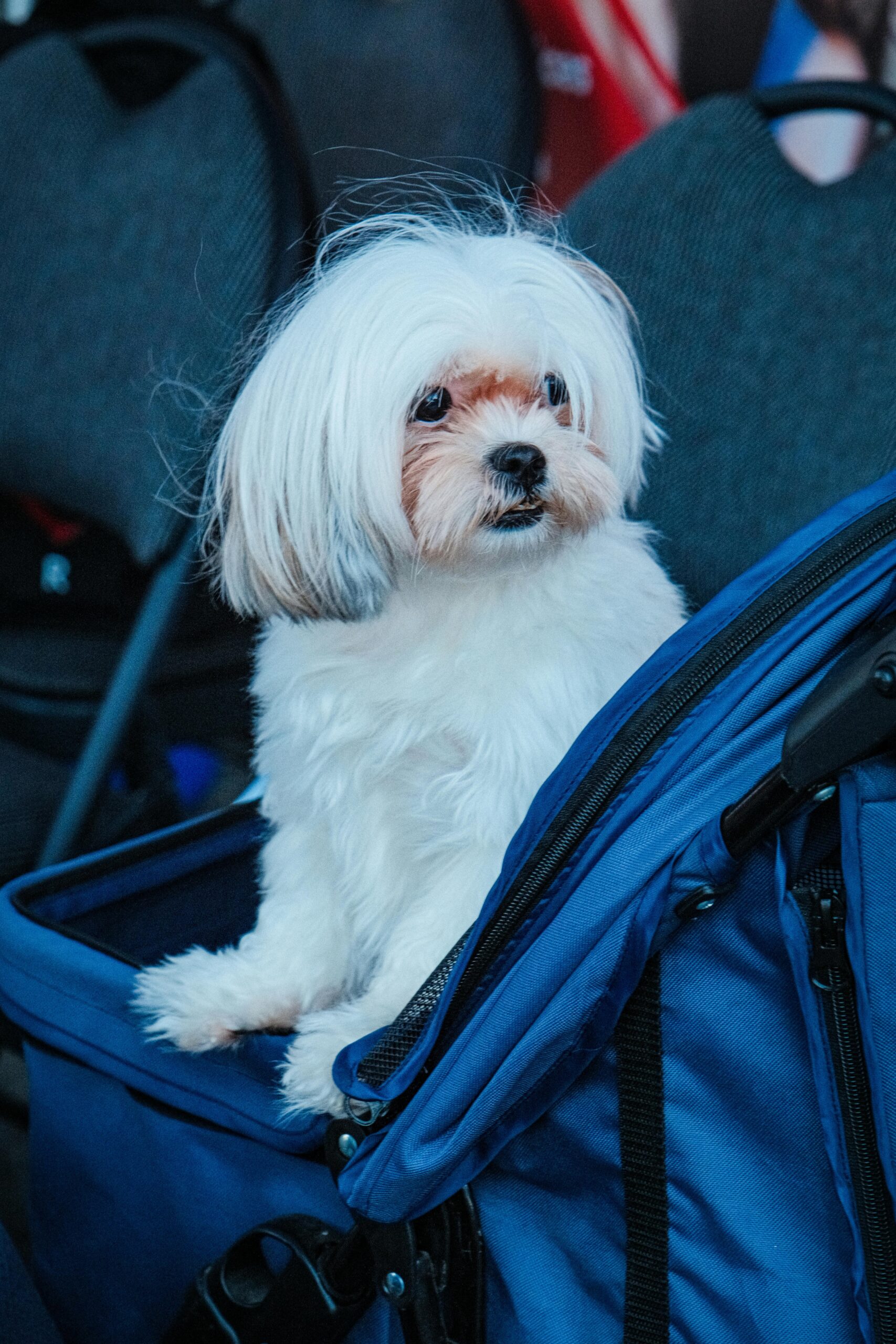 YUDODO 25 lbs Lightproof Soft Sided Pet Carrier review