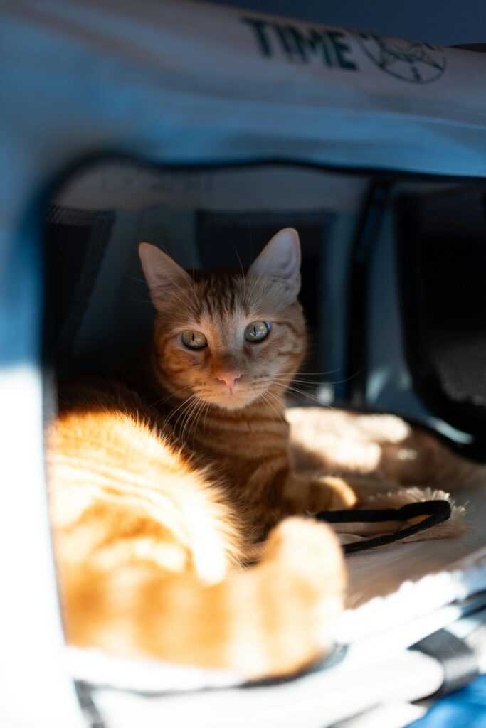 Baglher cat carrier bag review