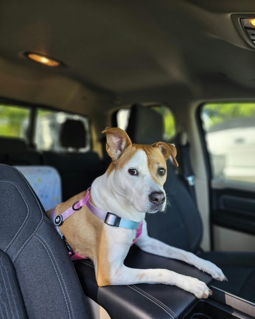 Burgeonnest dog car seat for small dogs review
