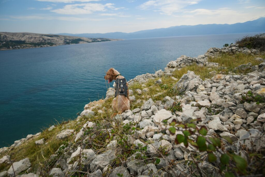 Cat Backpack Carrier for Small Dogs and Medium cat Puppy Kitten Bunny Pet Carrier Backpack Collapsible with Fully Ventilated Mesh with Safety Leash (Black, 12.9 L x 10.62 W x 15.5 H - M) Cat backpack carrier for small dogs and medium