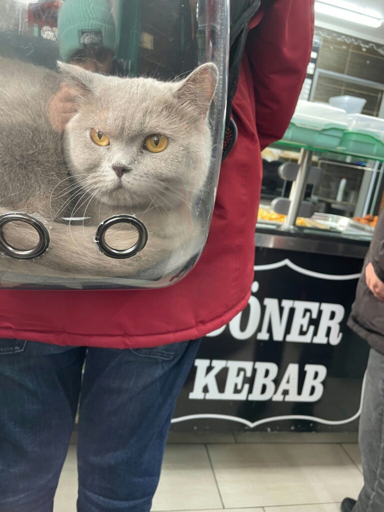 Collapsible pet carrier review