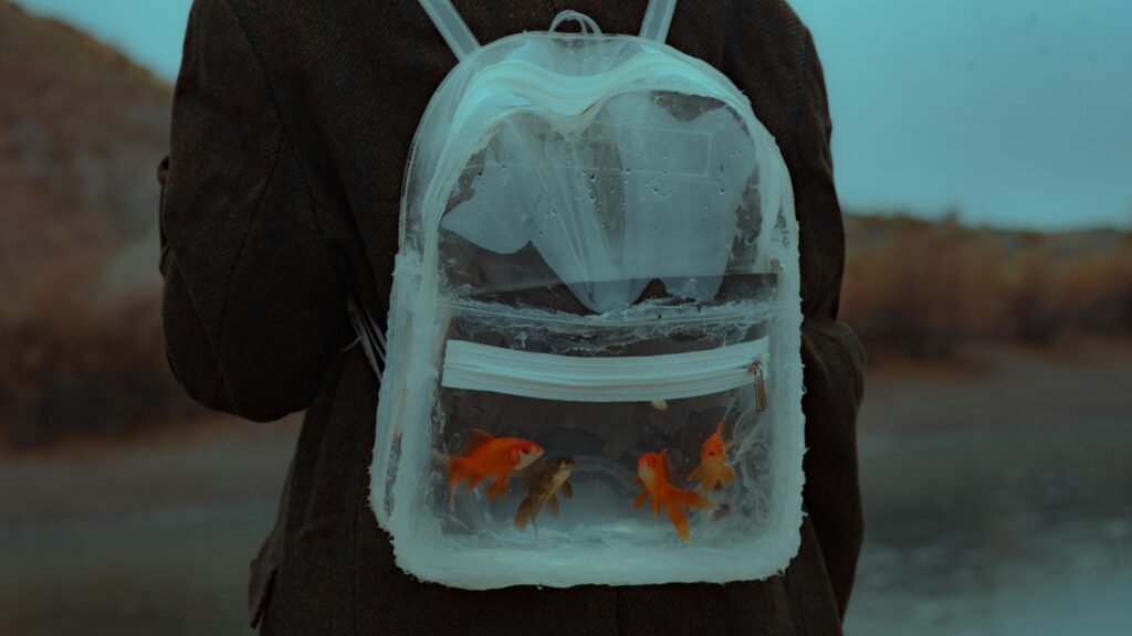 Collapsible pet carrier review