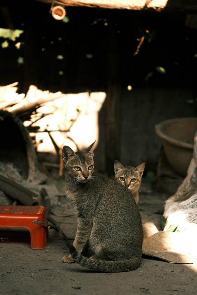 Expandable Extra Large Cat Carrier for 2 Cats with Litter Box for Kitten, Large Cat Small Dog Pet - Collapsible Double Cat Large Pet Carrier for Car Travel Outdoor Camping Expandable extra large cat carrier review
