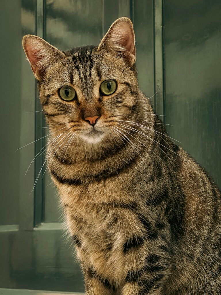 Expandable Extra Large Cat Carrier for 2 Cats with Litter Box for Kitten, Large Cat Small Dog Pet - Collapsible Double Cat Large Pet Carrier for Car Travel Outdoor Camping Expandable extra large cat carrier review