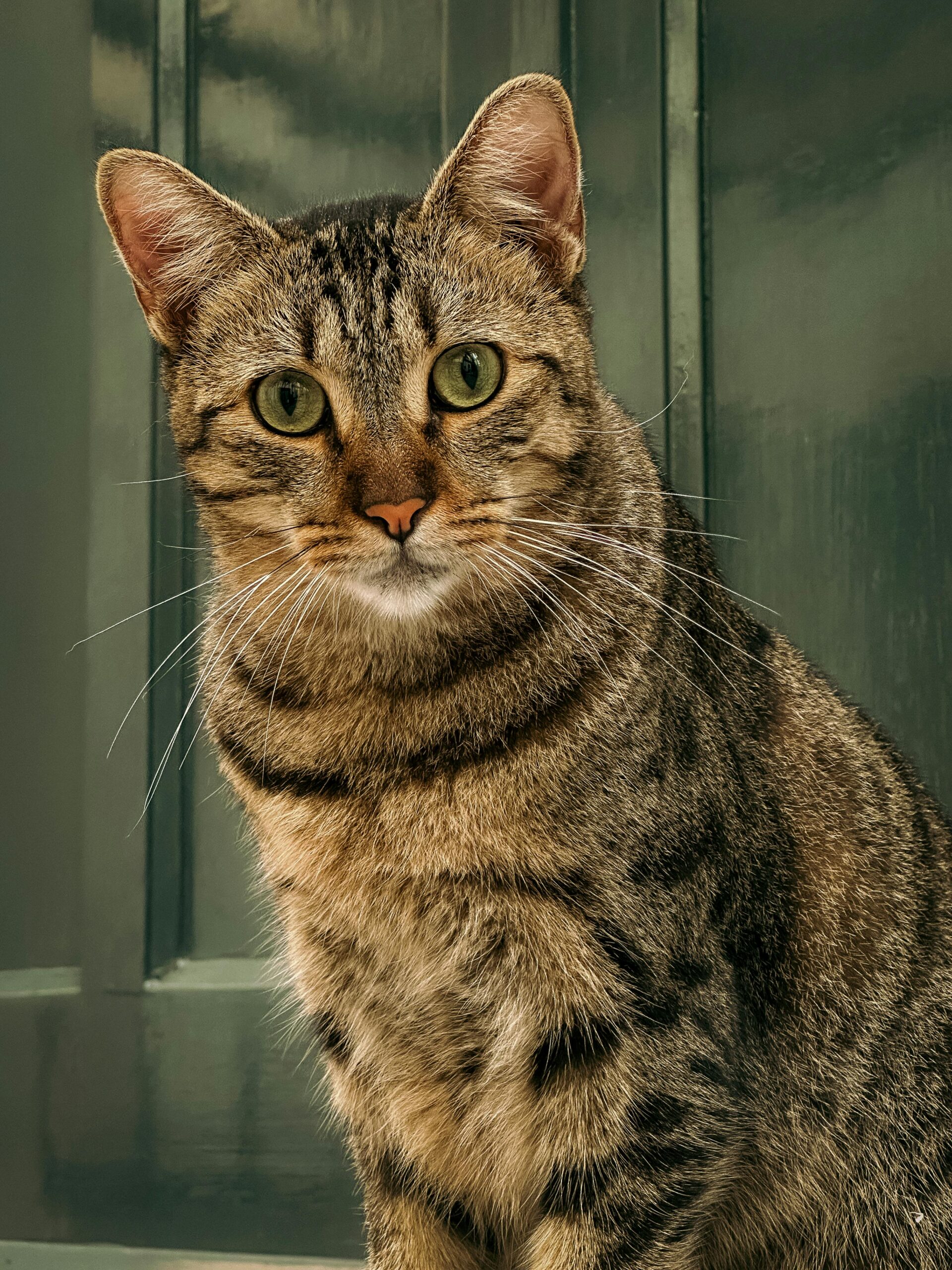 Expandable Extra Large Cat Carrier review