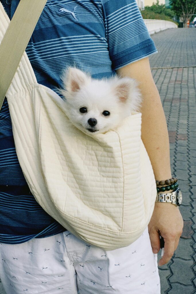 Large cat dog carrier up to 20 lb