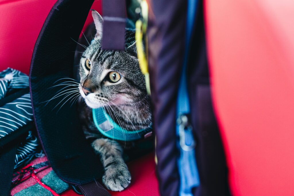 Lightweight waterproof cat carrier - foldable grey review