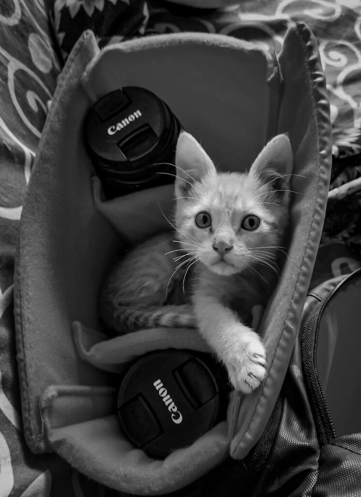 Lightweight waterproof cat carrier - foldable grey review