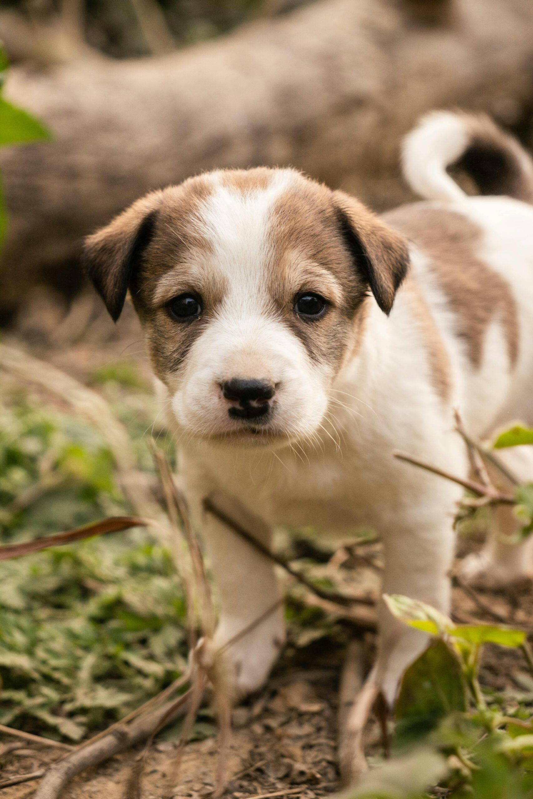 MoNiBloom 22-Inch Dog Crate Review