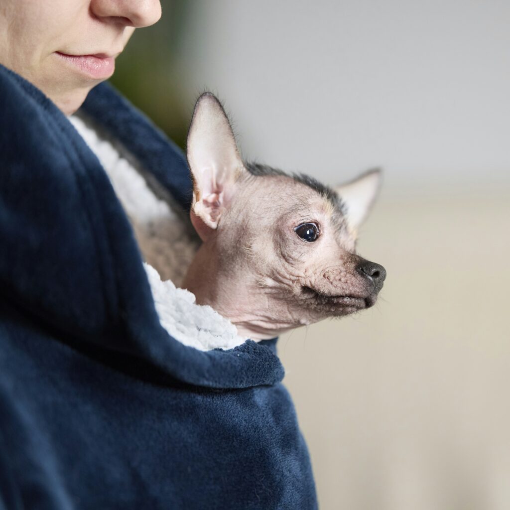 Petami airline approved pet carrier review