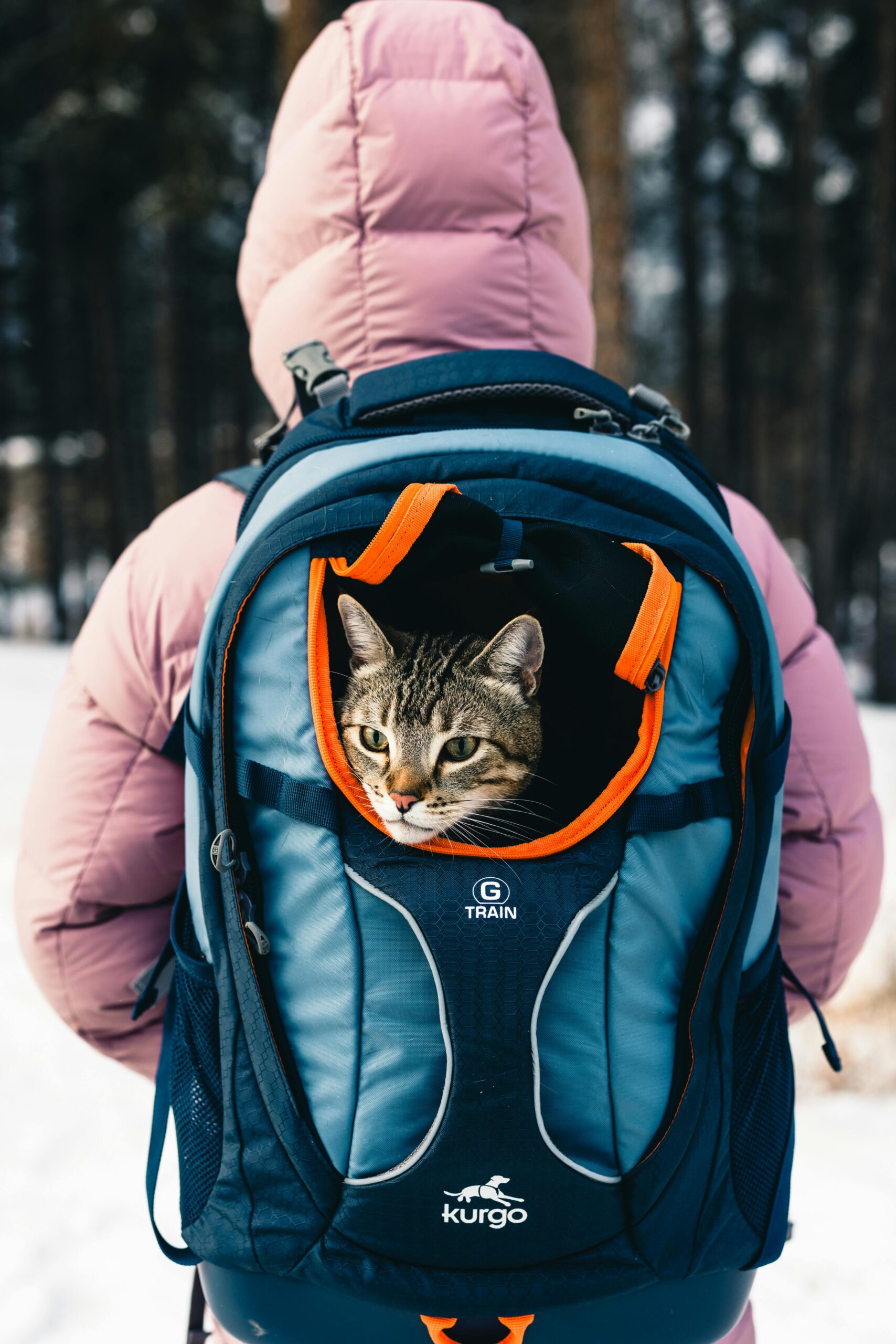 Petskd Extra Large Cat Carrier review