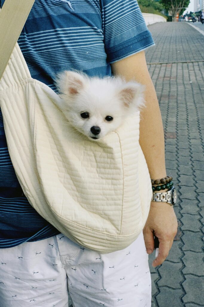 Cat and dog carrier up to 16 lbs