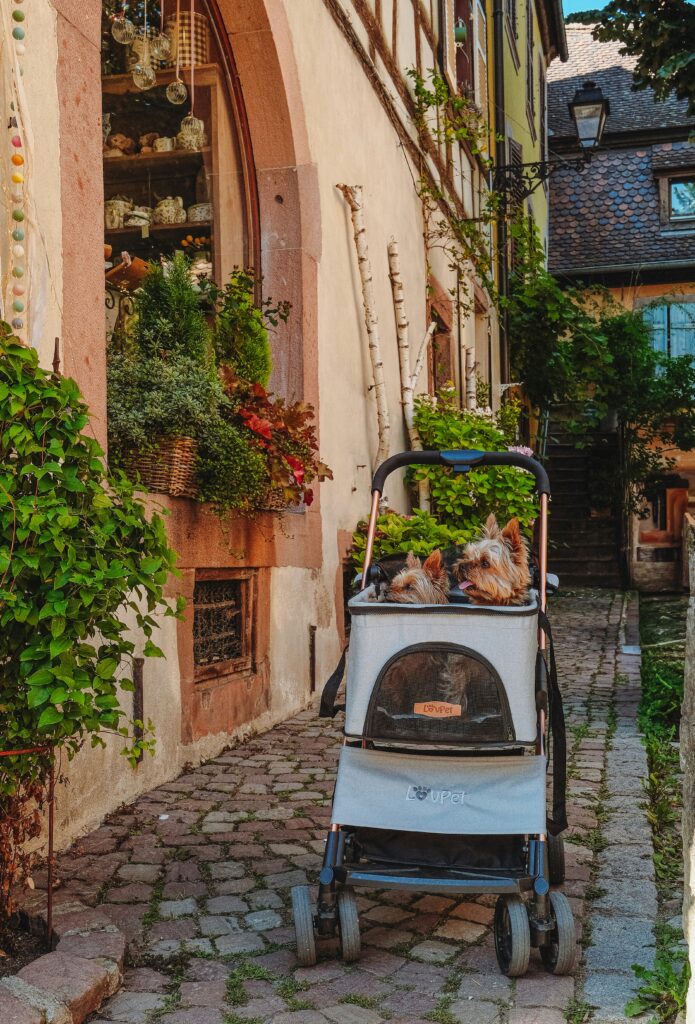 EliteField Deluxe Soft-Sided Pet Carrier (3 Year Warranty, Airline Approved), Travel Bag for Dogs, Cats Small Pets, with Expandable Mat Elitefield deluxe soft-sided pet carrier review