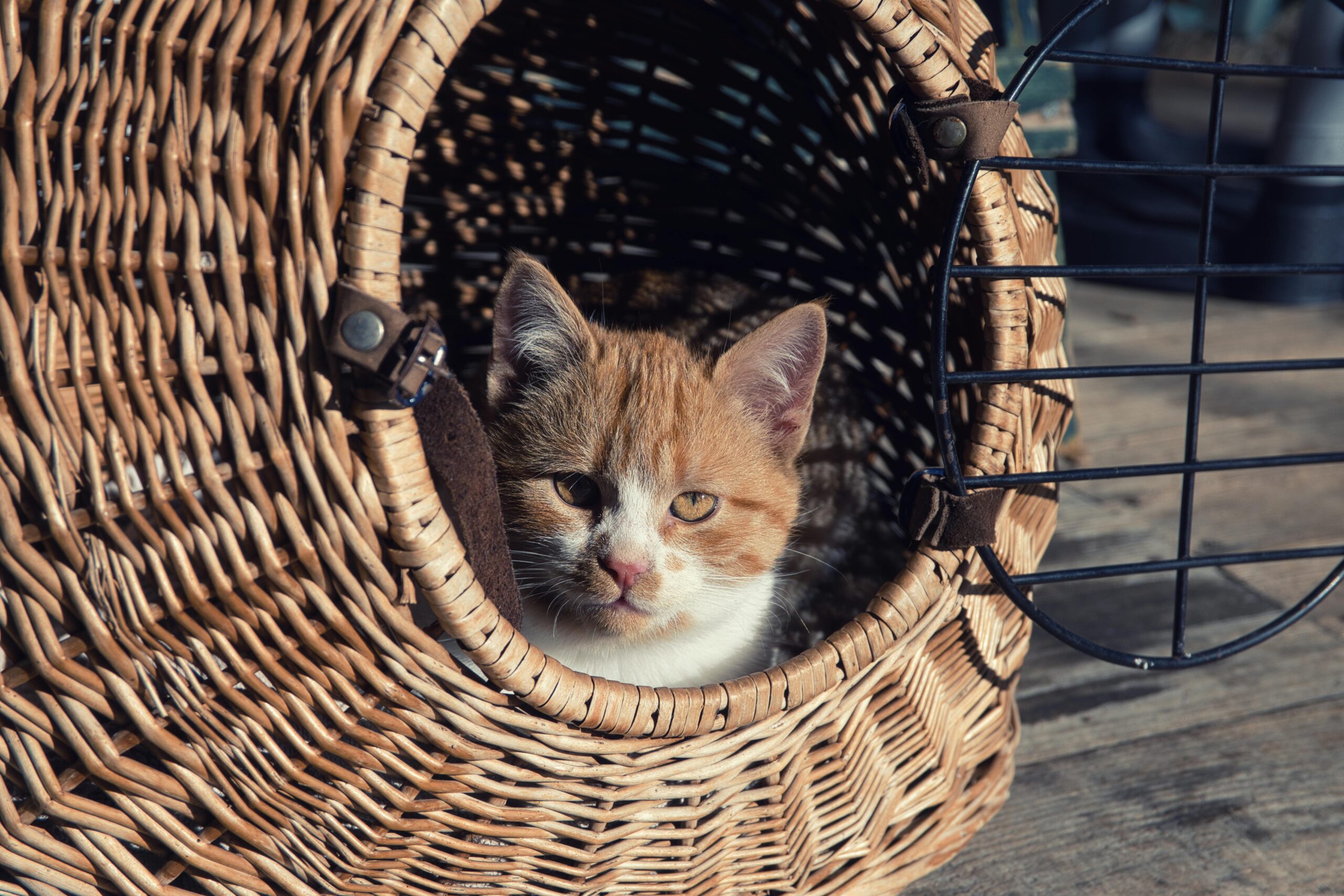 Spree Travel Pet Carrier review