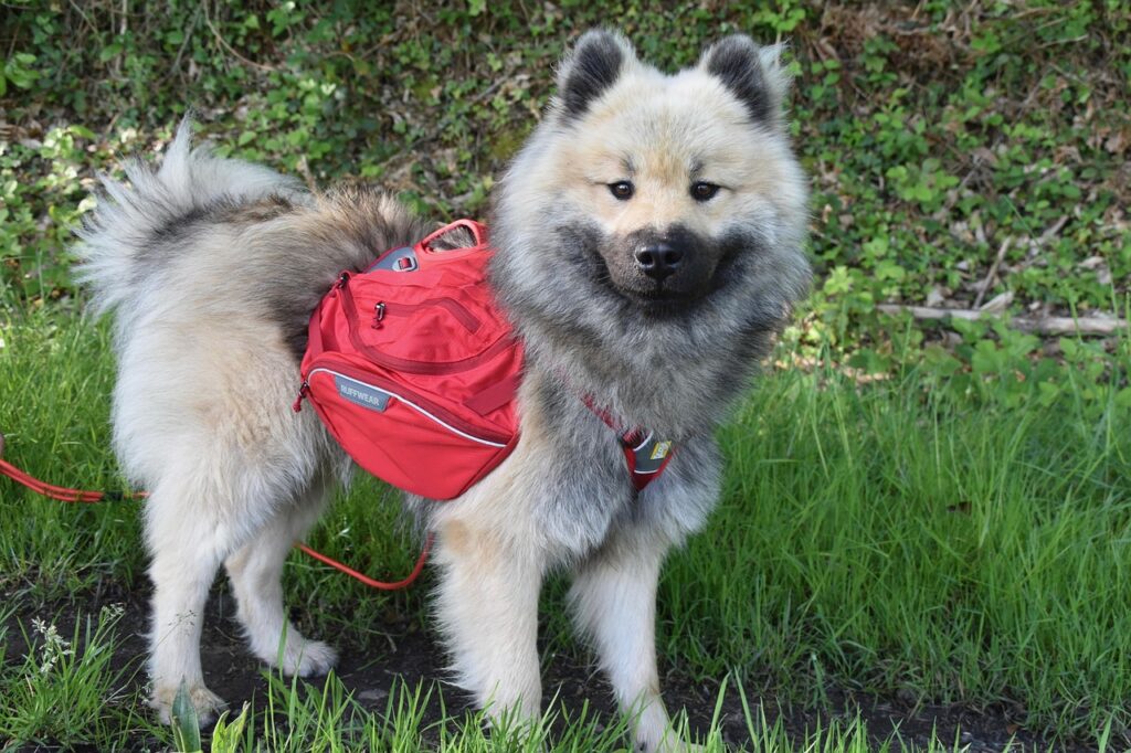 Ourpets pet shuttle cardboard carrier review