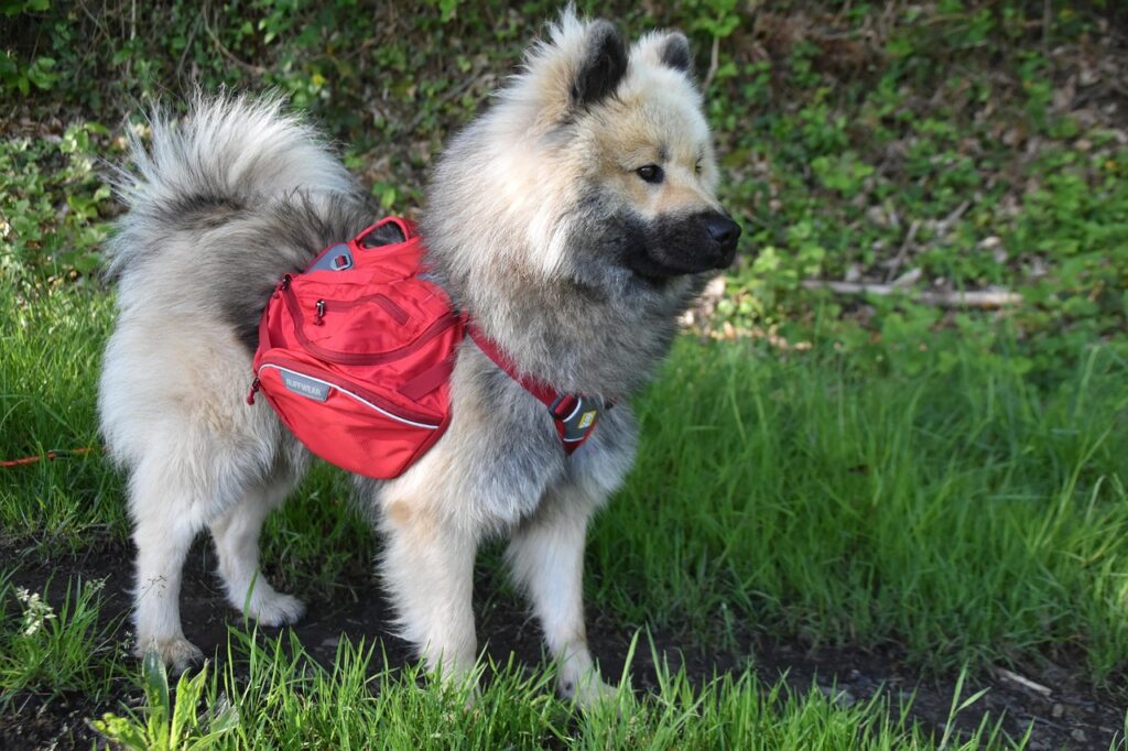 Ourpets pet shuttle cardboard carrier review